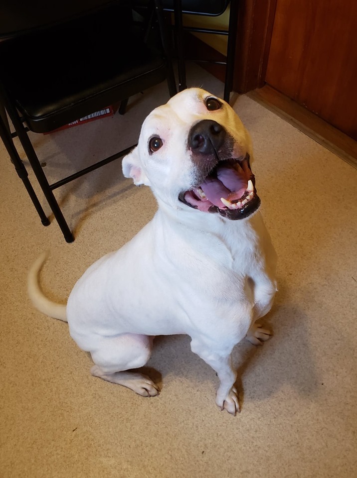 Abbie, an adoptable Whippet, American Staffordshire Terrier in Mont Alto, PA, 17237 | Photo Image 1