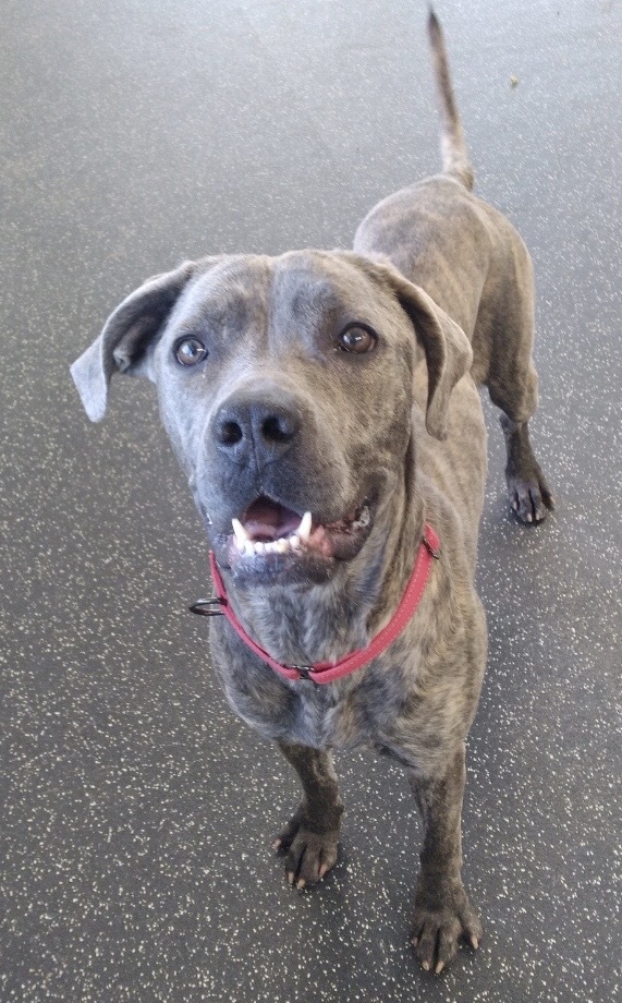 Tulip, an adoptable Mastiff, Mixed Breed in Belmont, NY, 14813 | Photo Image 1