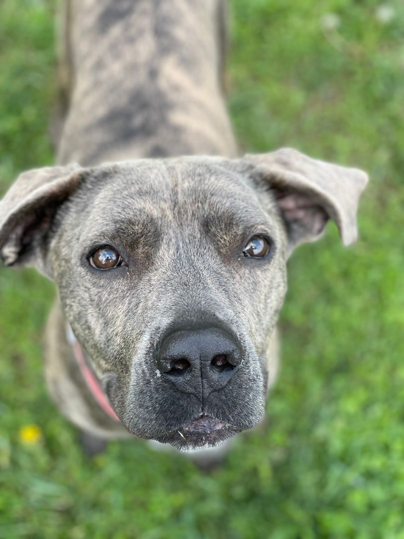 Tulip, an adoptable Mastiff, Mixed Breed in Belmont, NY, 14813 | Photo Image 2