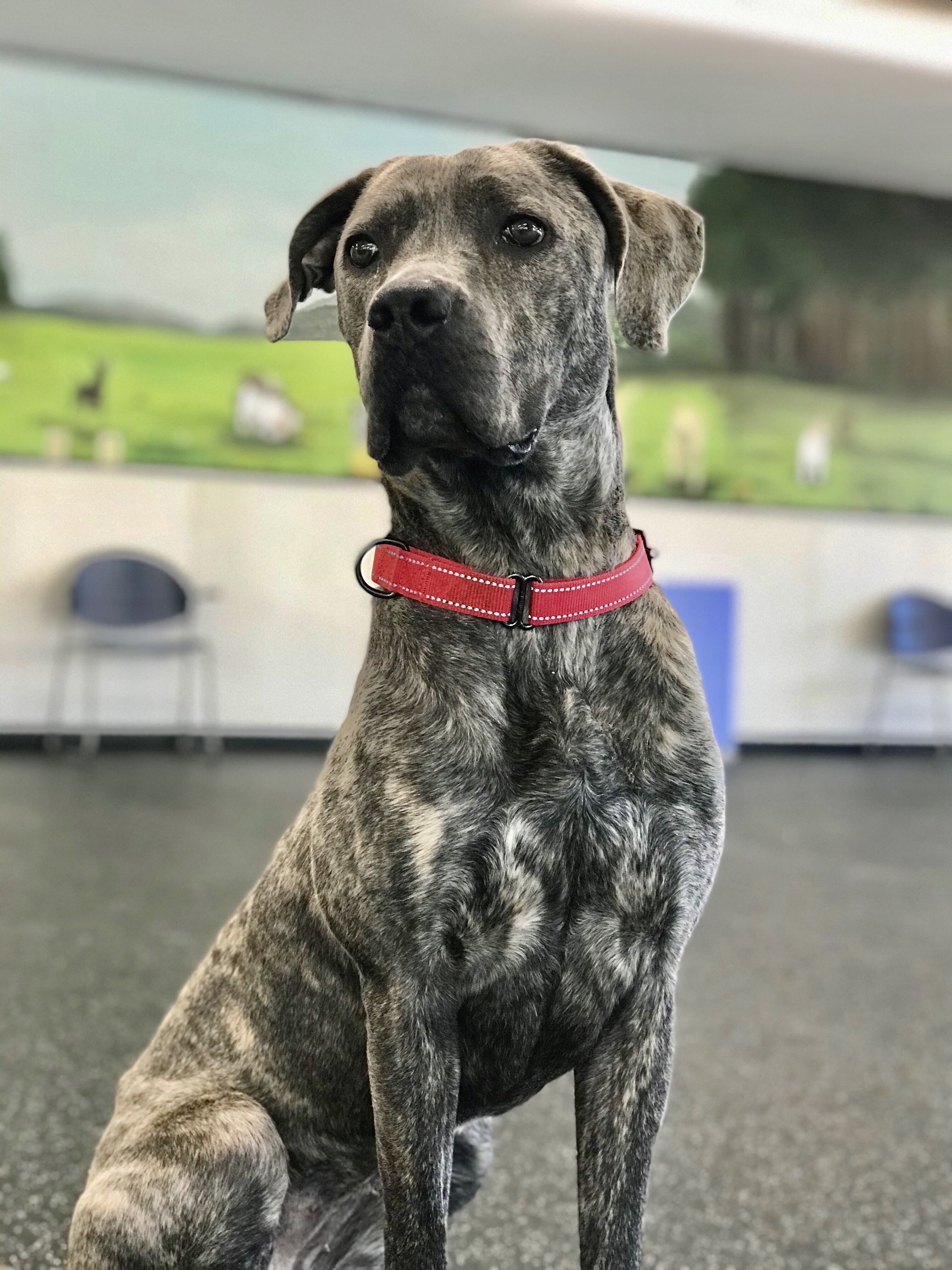 Tulip, an adoptable Mastiff, Mixed Breed in Belmont, NY, 14813 | Photo Image 4