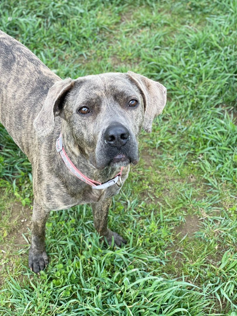 Tulip, an adoptable Mastiff, Mixed Breed in Belmont, NY, 14813 | Photo Image 5