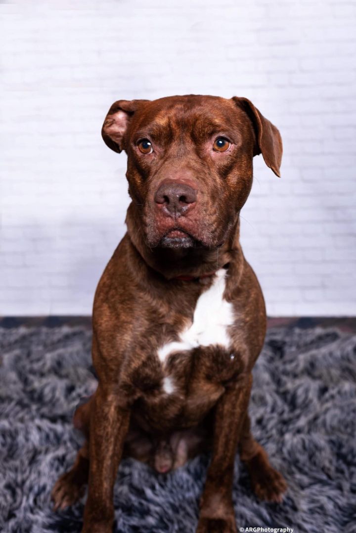 Dog for adoption - Chocolate Fudge Brownie, a Pit Bull Terrier & Dogue de Bordeaux Mix Houston, TX | Petfinder