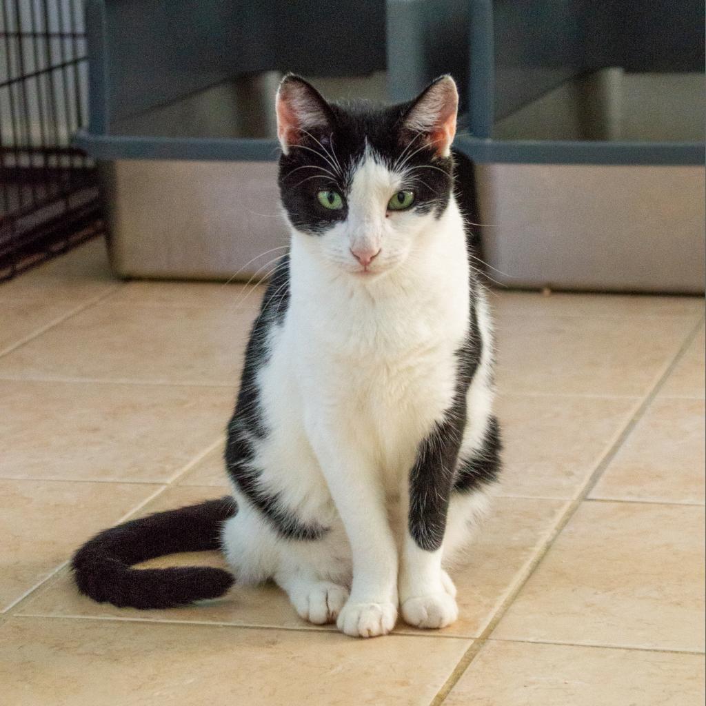 Cookie, an adoptable Domestic Short Hair in Middletown, NY, 10940 | Photo Image 1