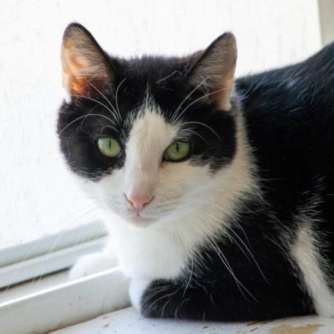 Cookie, an adoptable Domestic Short Hair in Middletown, NY, 10940 | Photo Image 2
