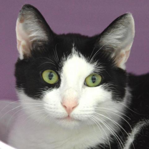 Cookie, an adoptable Domestic Short Hair in Middletown, NY, 10940 | Photo Image 4