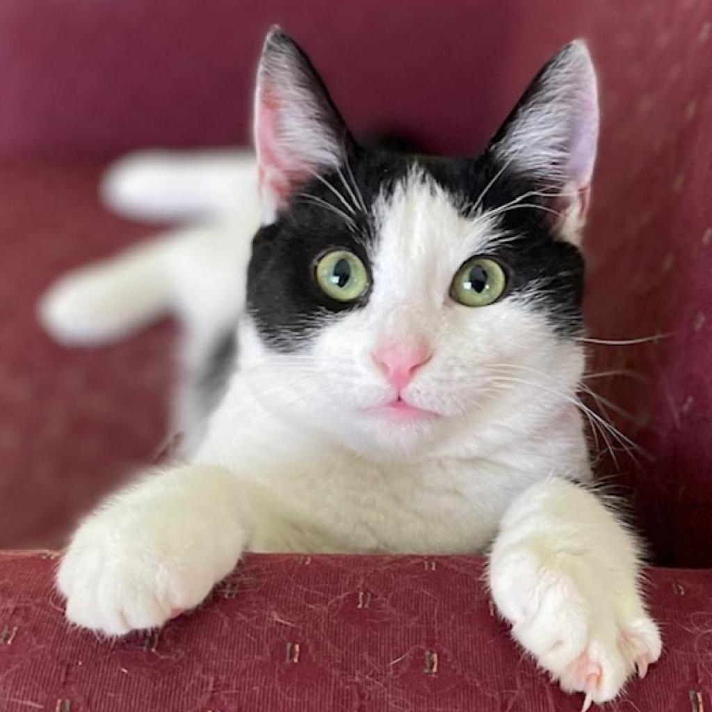 Cookie, an adoptable Domestic Short Hair in Middletown, NY, 10940 | Photo Image 5