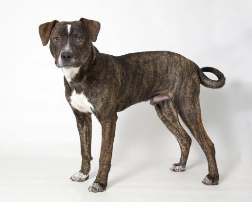 FRANKLIN, an adoptable Pit Bull Terrier, Catahoula Leopard Dog in Albuquerque, NM, 87112 | Photo Image 1
