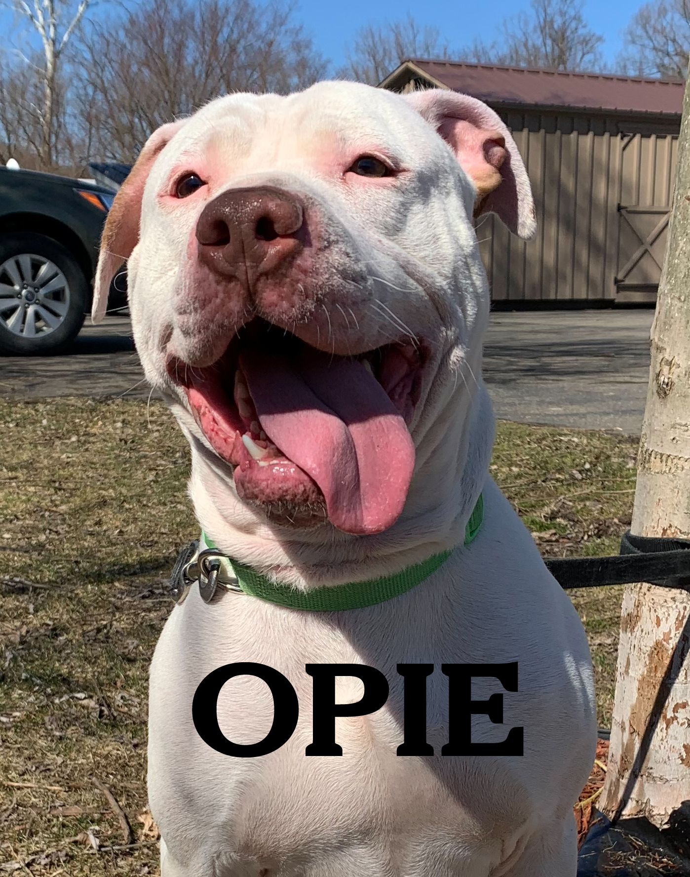 Opie, an adoptable Pit Bull Terrier in Warren, PA, 16365 | Photo Image 1