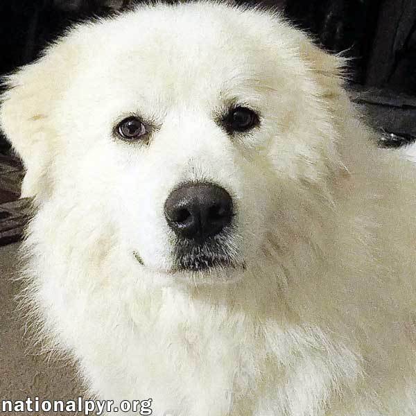 Molly in KY - Stunning Beauty!, an adoptable Great Pyrenees in Louisville, KY, 40245 | Photo Image 1