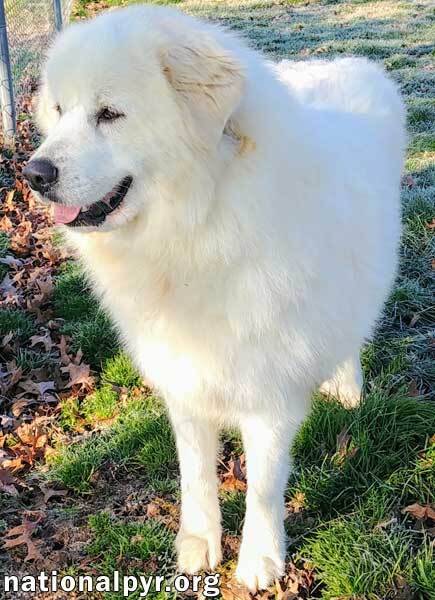 Molly in KY - Stunning Beauty!, an adoptable Great Pyrenees in Lexington, KY, 40515 | Photo Image 2