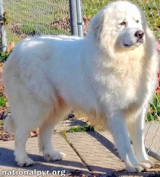 Molly in KY - Stunning Beauty!, an adoptable Great Pyrenees in Lexington, KY, 40515 | Photo Image 3