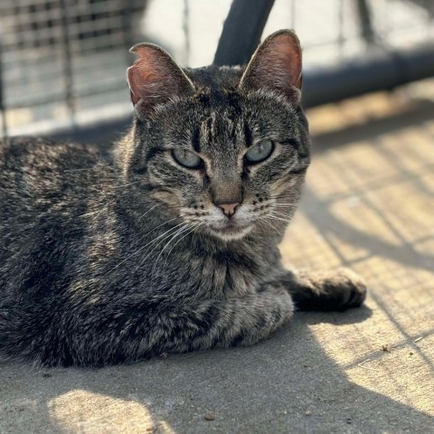 Wendy, an adoptable Domestic Short Hair in Sheridan, WY, 82801 | Photo Image 1