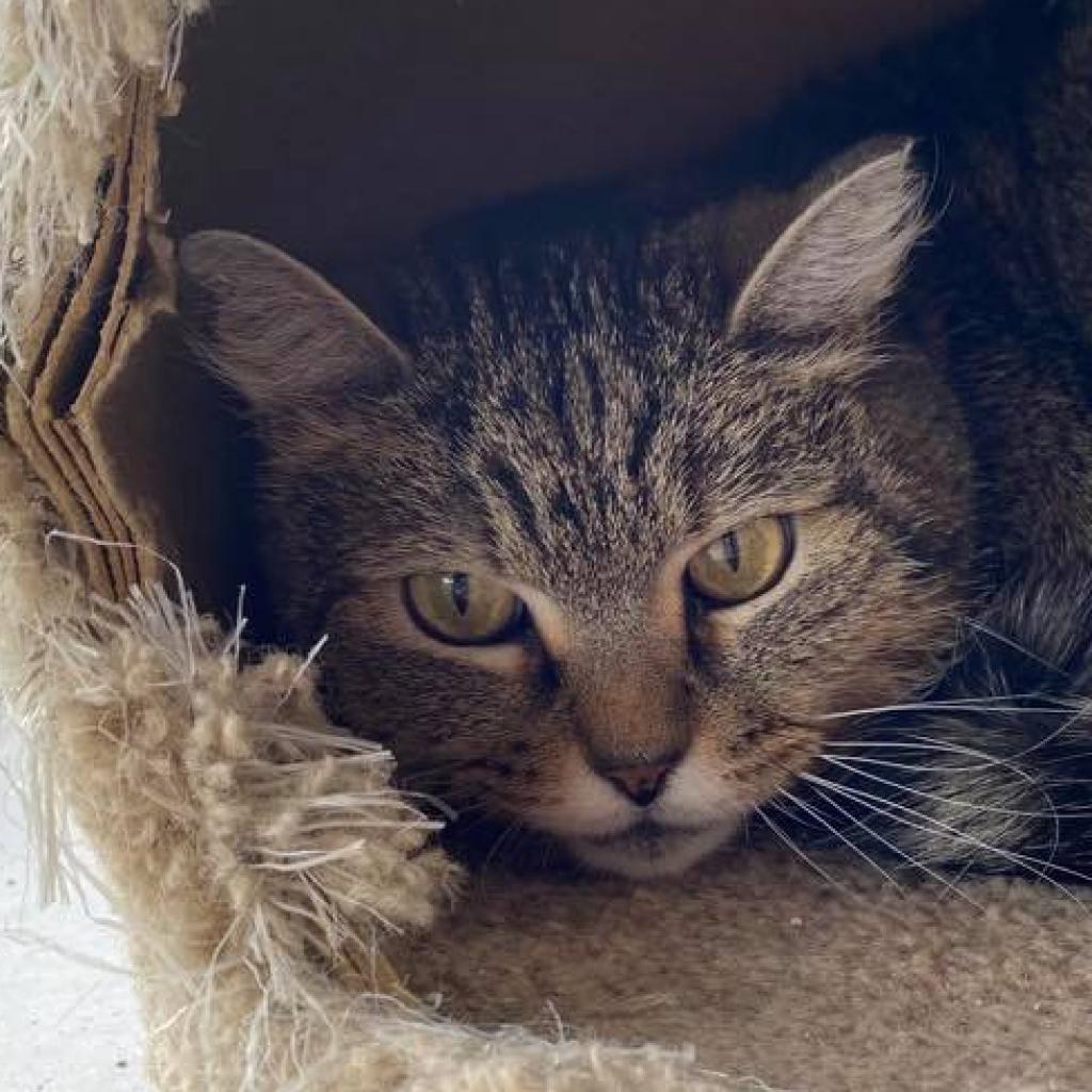 Wendy, an adoptable Domestic Short Hair in Sheridan, WY, 82801 | Photo Image 2