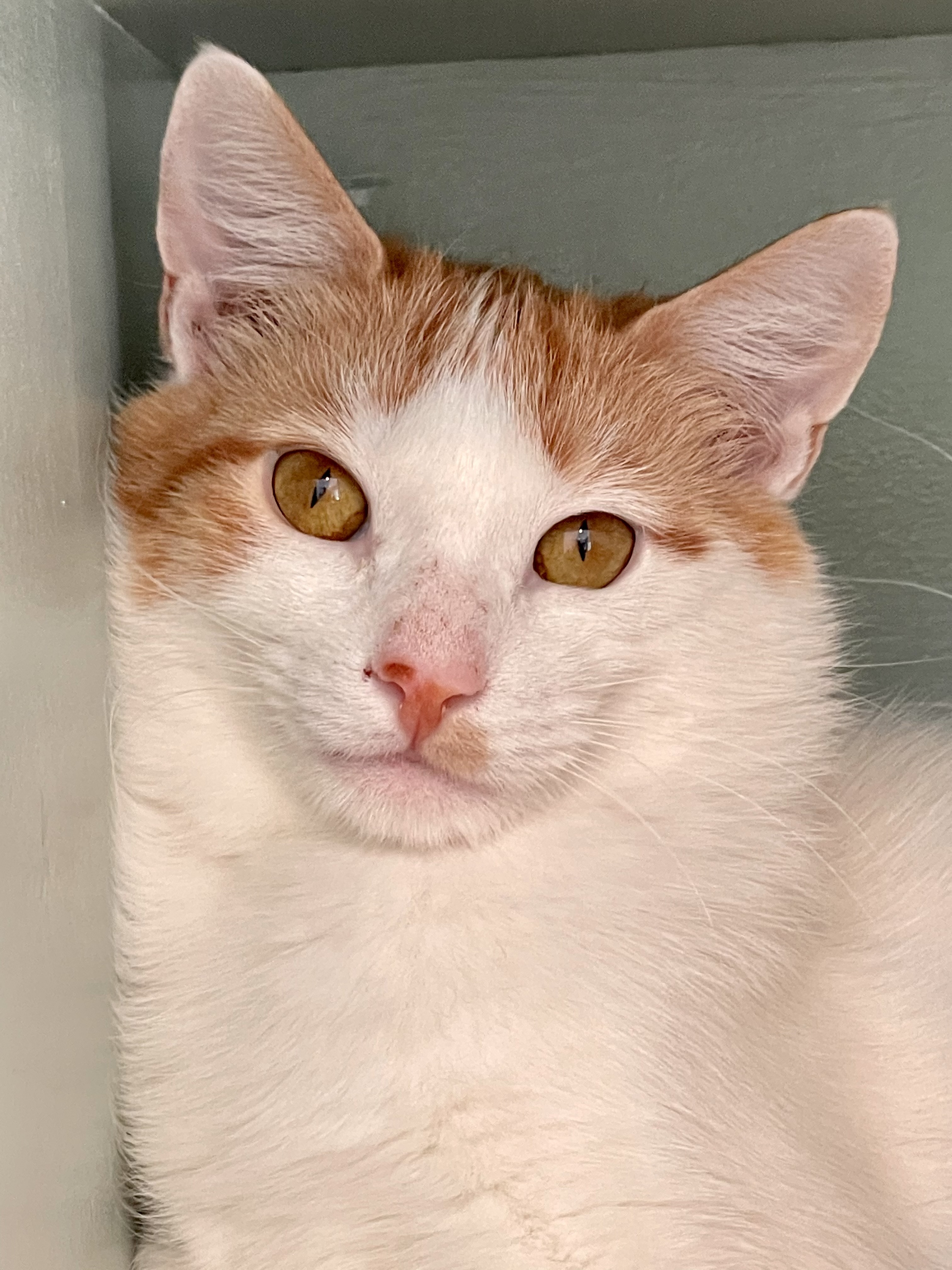 Rabbit, an adoptable Domestic Short Hair in Berlin, MD, 21811 | Photo Image 2