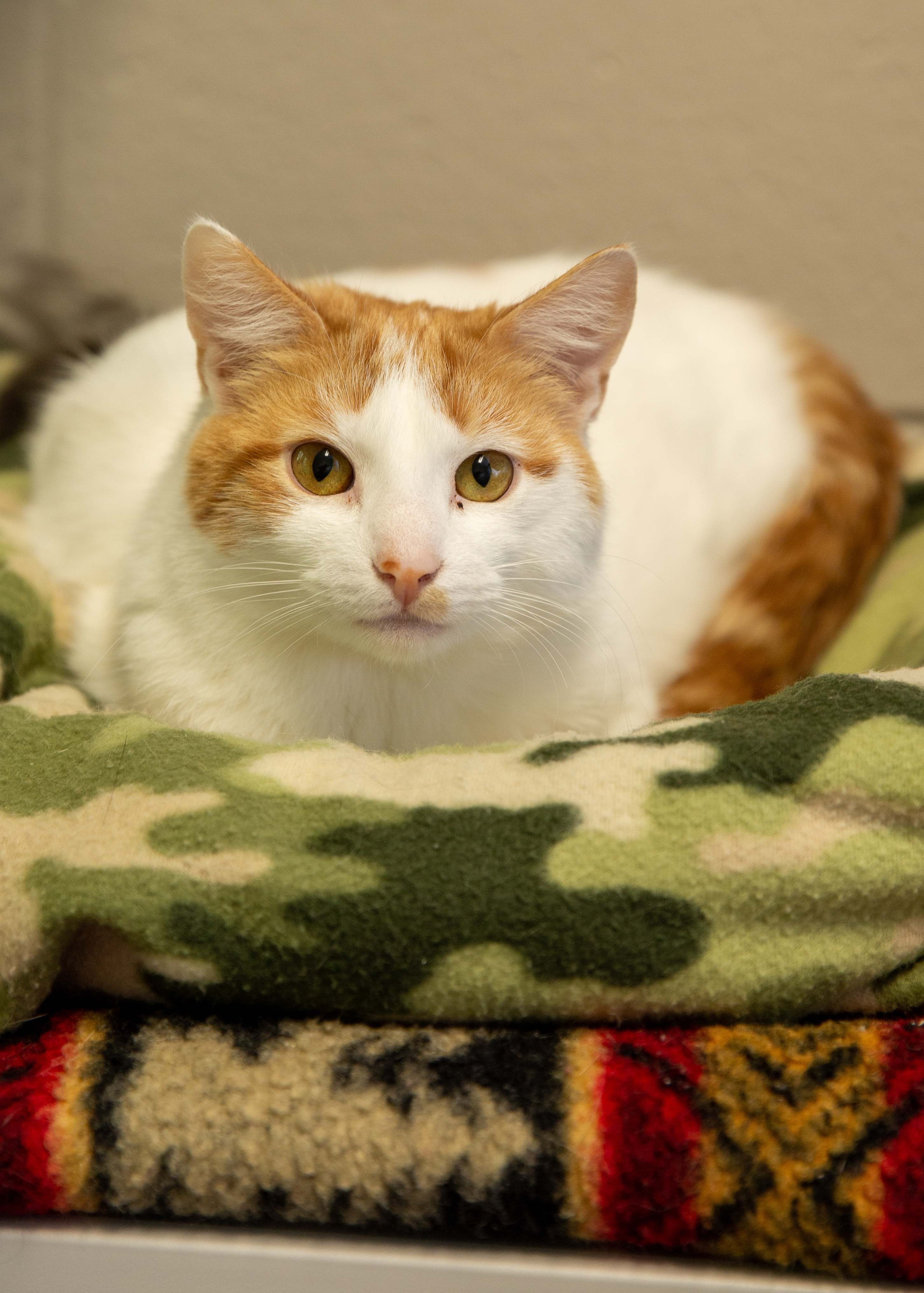 Rabbit, an adoptable Domestic Short Hair in Berlin, MD, 21811 | Photo Image 1