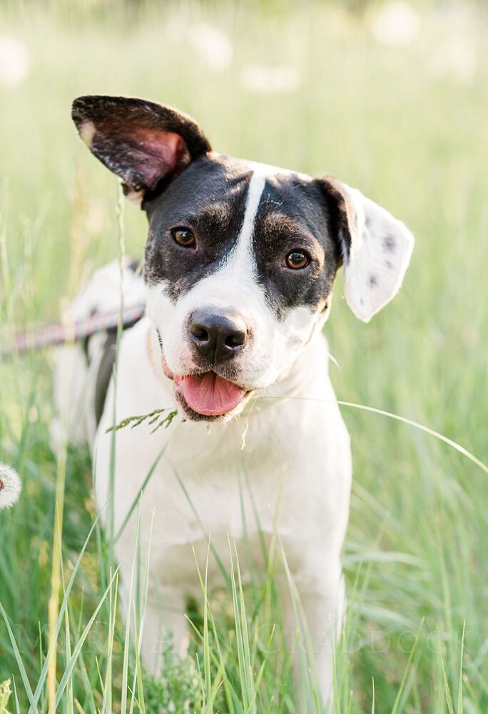 Madeline, an adoptable Pointer in Castle Rock, CO, 80104 | Photo Image 1