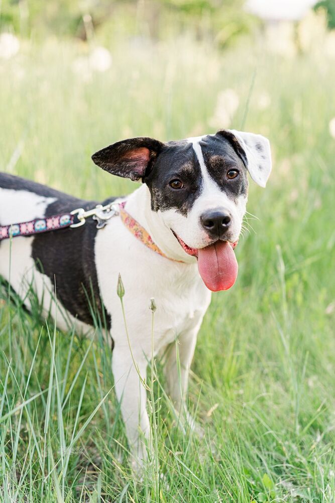 Madeline, an adoptable Pointer in Castle Rock, CO, 80104 | Photo Image 2