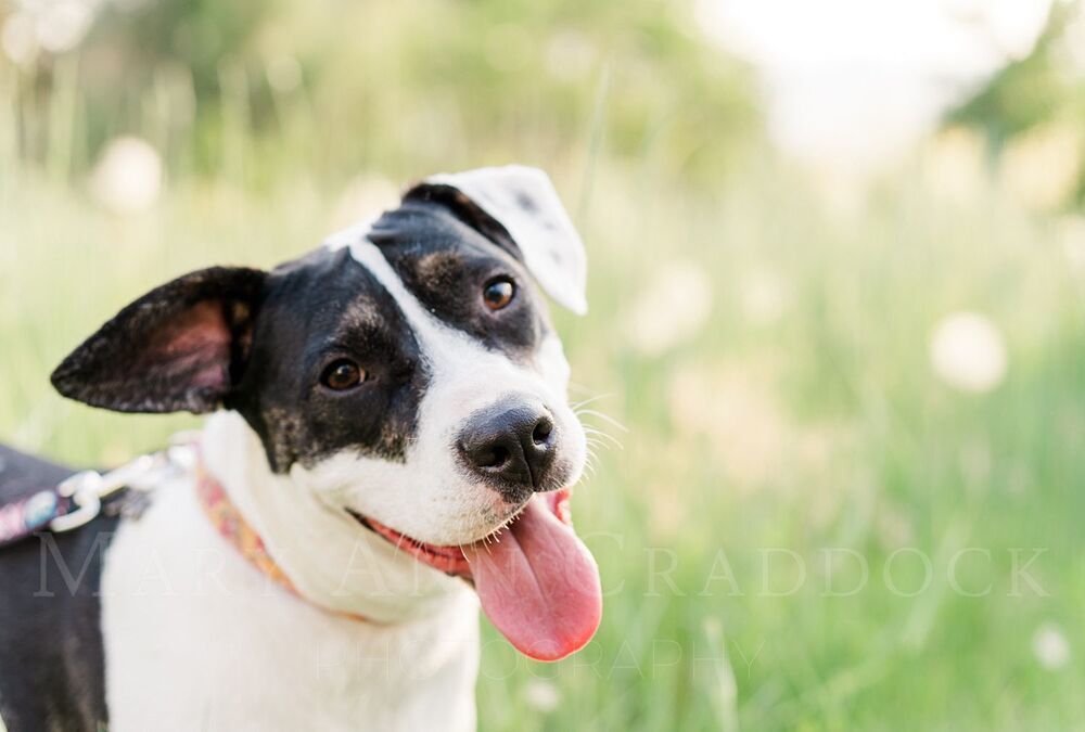 Madeline, an adoptable Pointer in Castle Rock, CO, 80104 | Photo Image 3