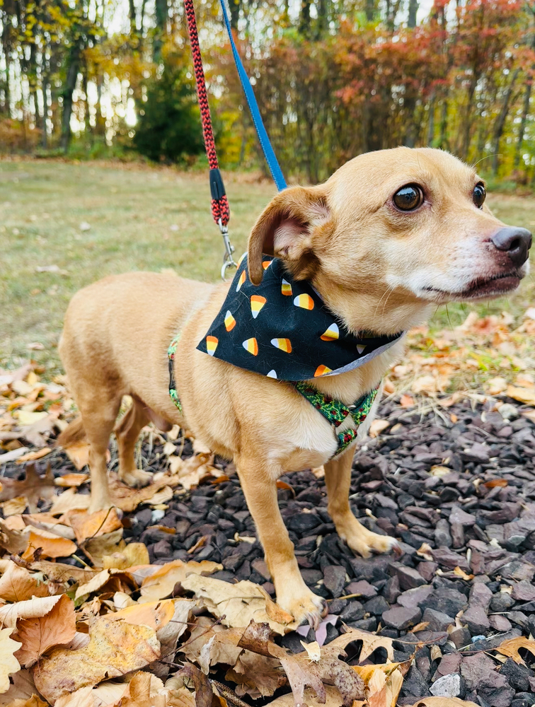 Buck, an adoptable Chihuahua in Pottstown, PA, 19464 | Photo Image 3