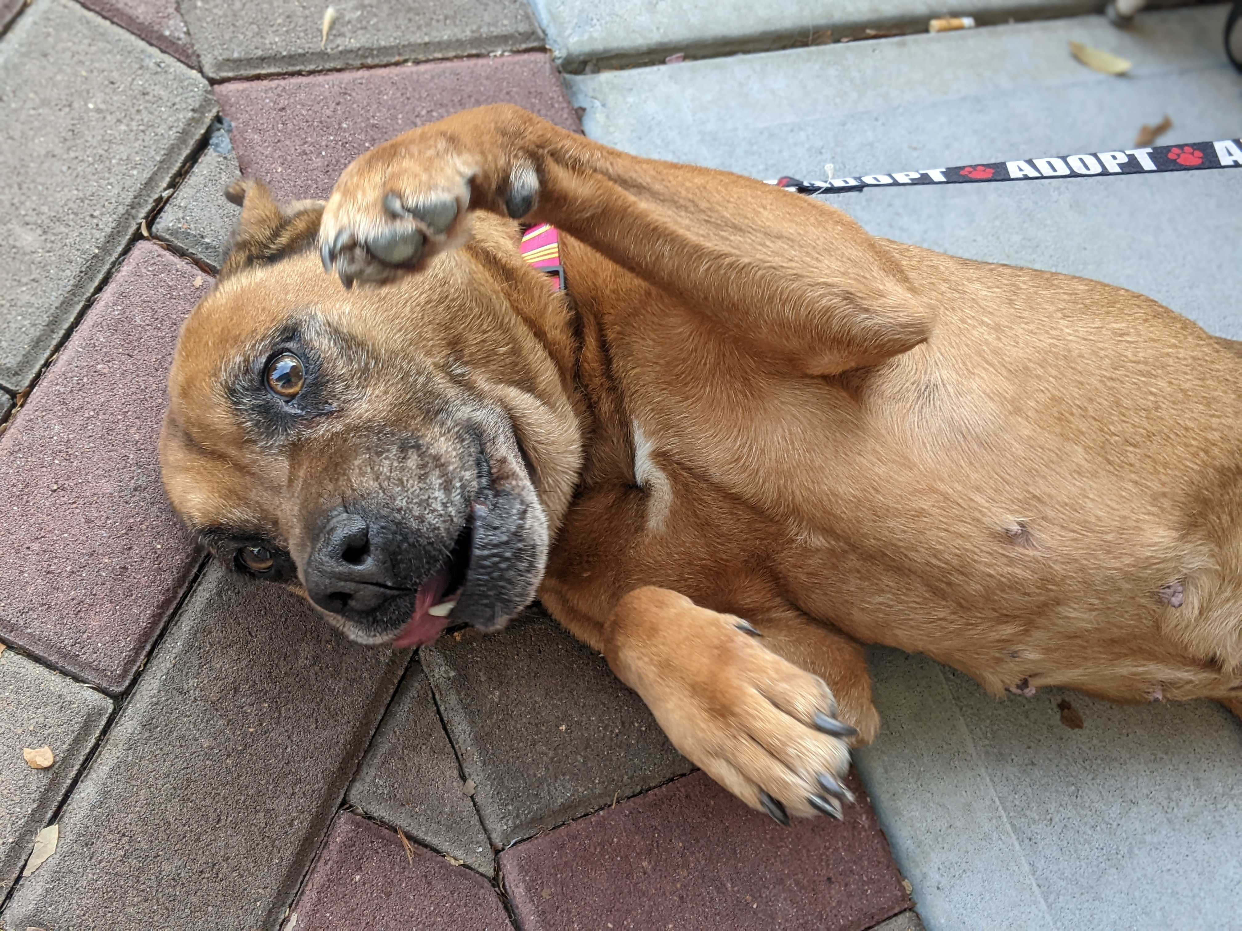 Marnie, an adoptable Boxer, German Shepherd Dog in Ladson, SC, 29456 | Photo Image 6