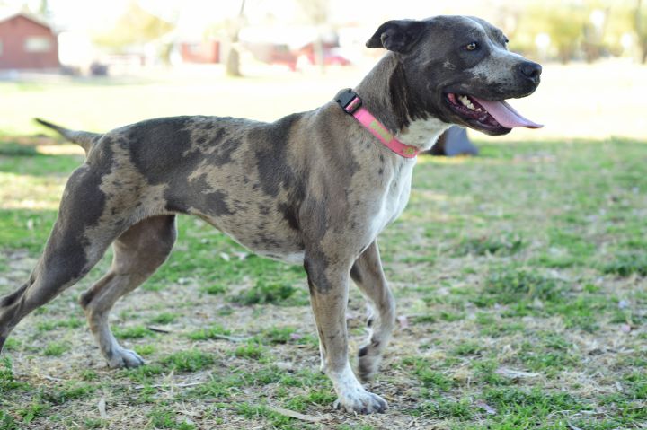 Catahoula terrier hot sale