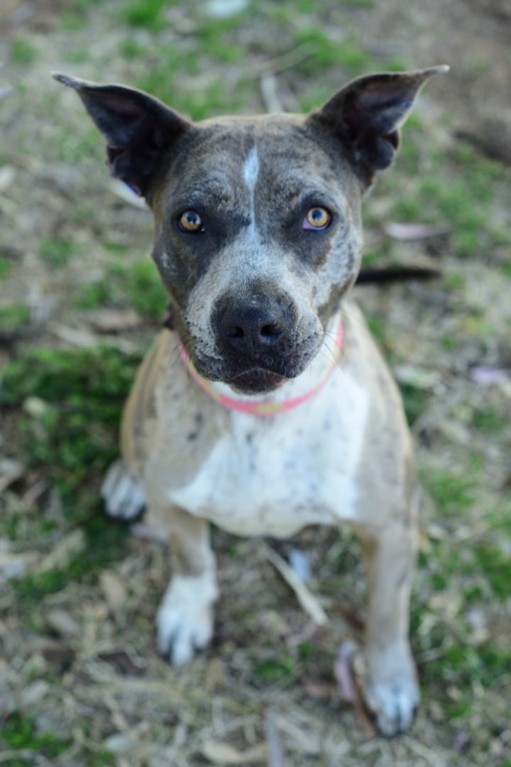 Dog for adoption - HALLIE, a Catahoula Leopard Dog & American ...