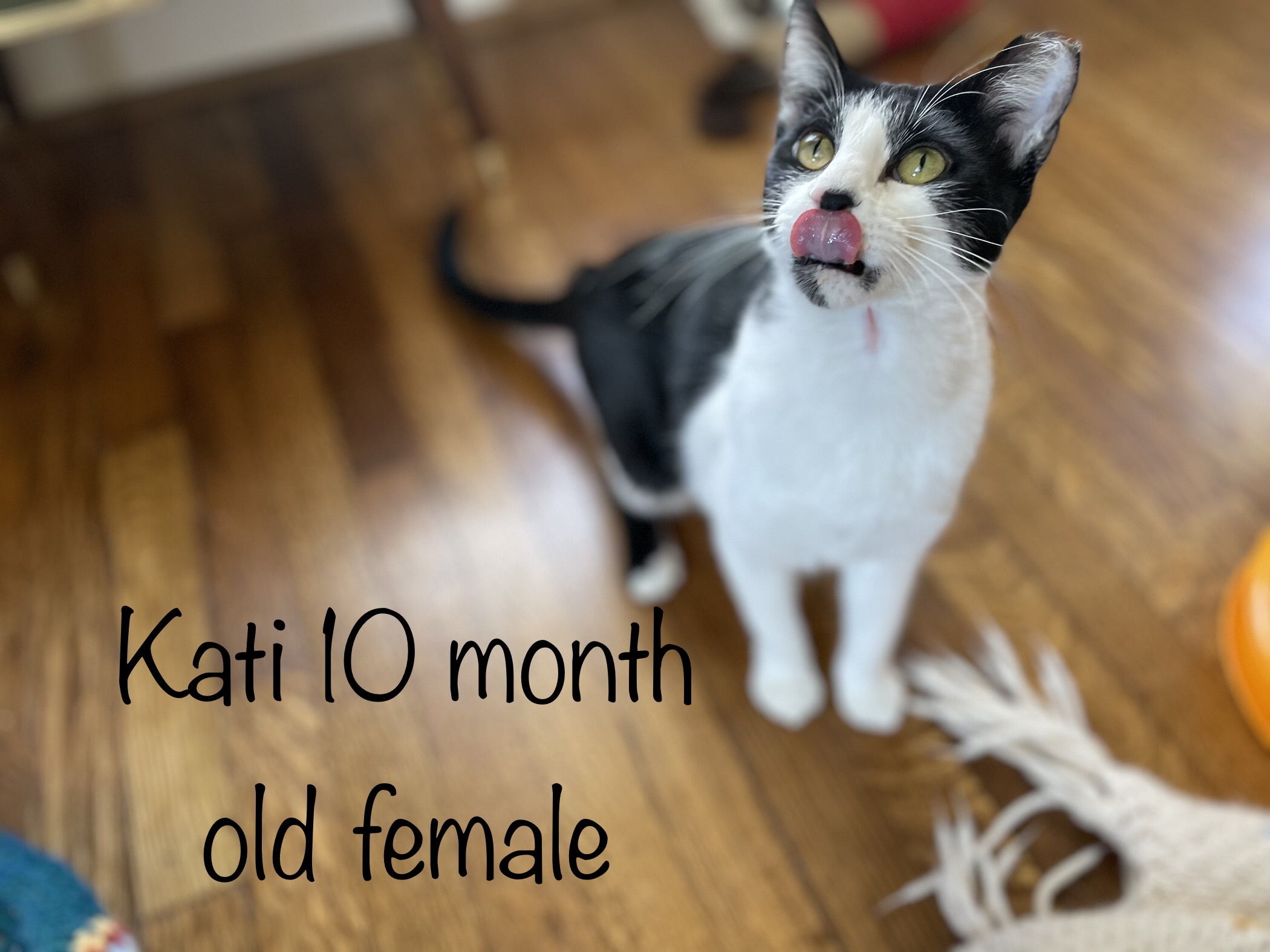 Cat for adoption Kati, a Domestic Short Hair in Nashville, TN Petfinder
