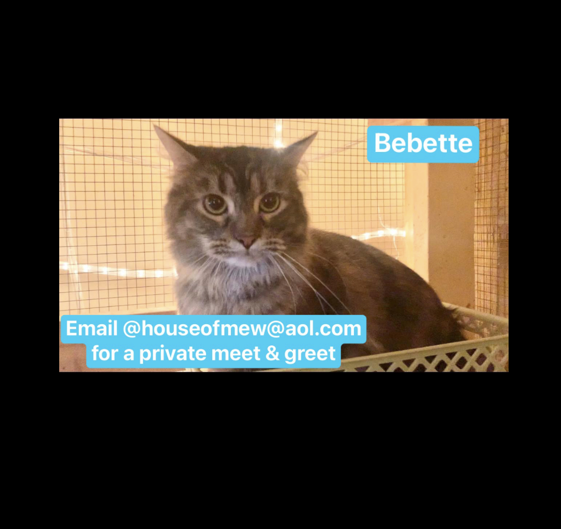 Bebette, an adoptable Tabby in Memphis, TN, 38104 | Photo Image 2