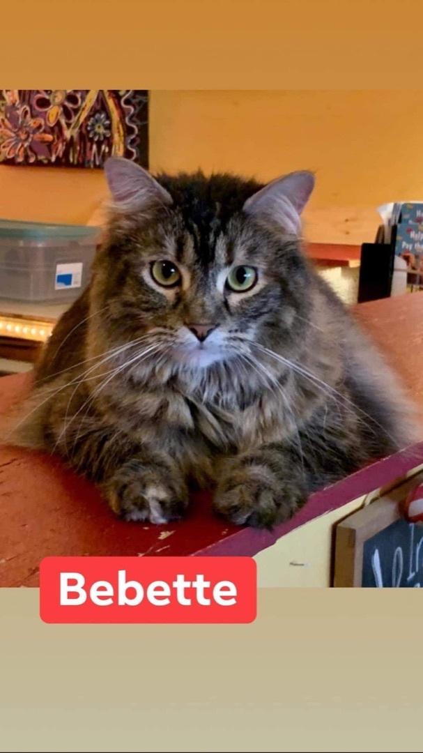 Bebette, an adoptable Tabby in Memphis, TN, 38104 | Photo Image 1