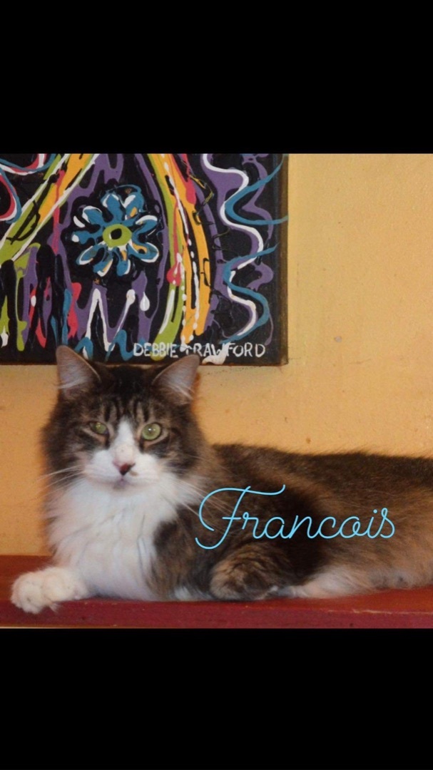 Francois, an adoptable Tabby in Memphis, TN, 38104 | Photo Image 5