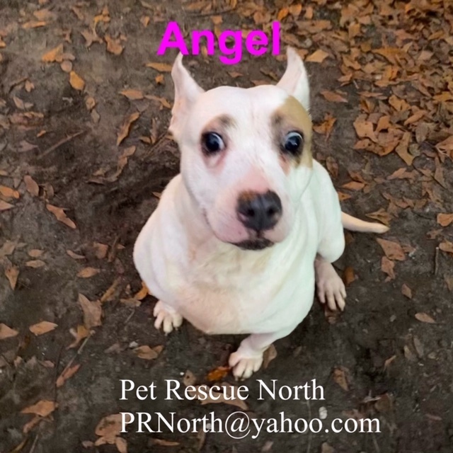 Angel, an adoptable American Bulldog in Jacksonville, FL, 32226 | Photo Image 2