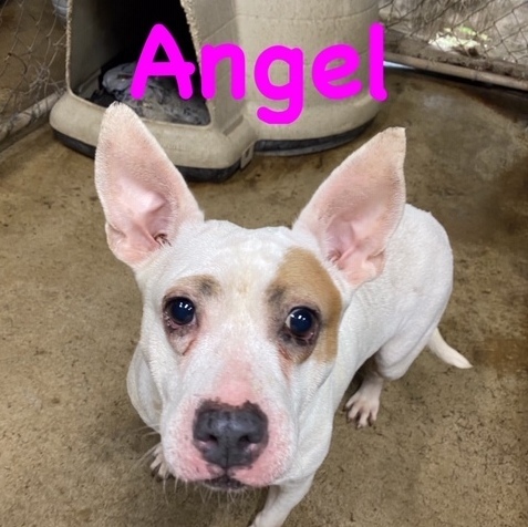 Angel, an adoptable American Bulldog in Jacksonville, FL, 32226 | Photo Image 3
