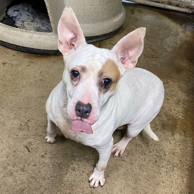 Angel, an adoptable American Bulldog in Jacksonville, FL, 32226 | Photo Image 1