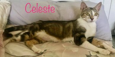 Celeste detail page