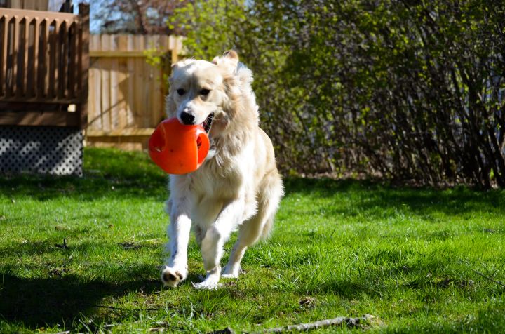 Tofu, an adopted Great Pyrenees Mix in Minneapolis, MN_image-3