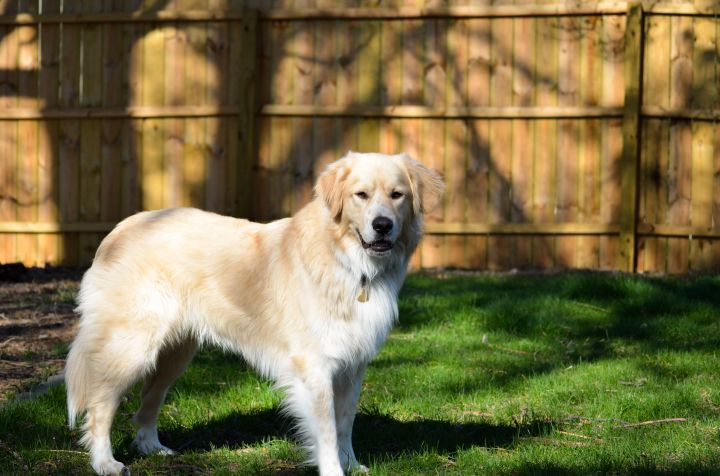 Tofu, an adopted Great Pyrenees Mix in Minneapolis, MN_image-5