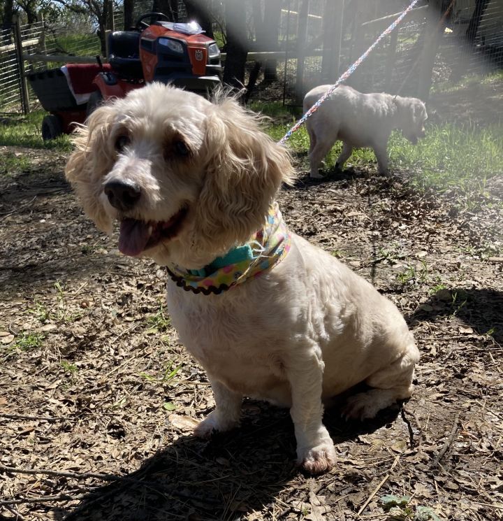 Dog For Adoption Jumba Stitch A Cockapoo In Jamestown Ca Petfinder