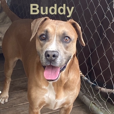 Buddy, an adoptable Boxer, Staffordshire Bull Terrier in Jacksonville, FL, 32226 | Photo Image 2