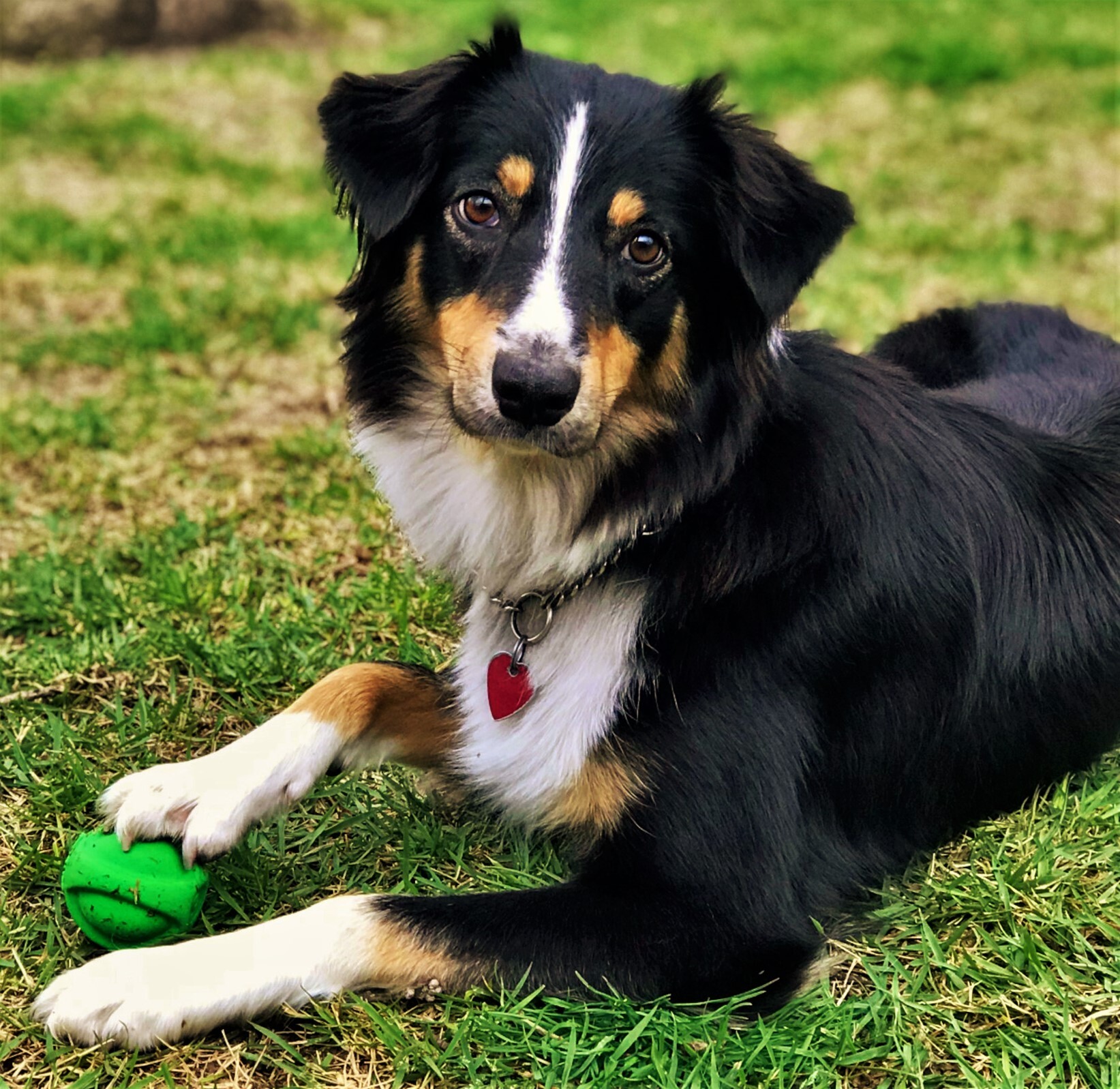 ARPH #14376 - June, an adoptable Australian Shepherd in North Richland Hills, TX, 76180 | Photo Image 2