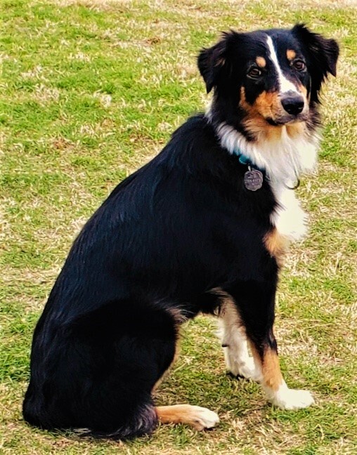 ARPH #14376 - June, an adoptable Australian Shepherd in North Richland Hills, TX, 76180 | Photo Image 4