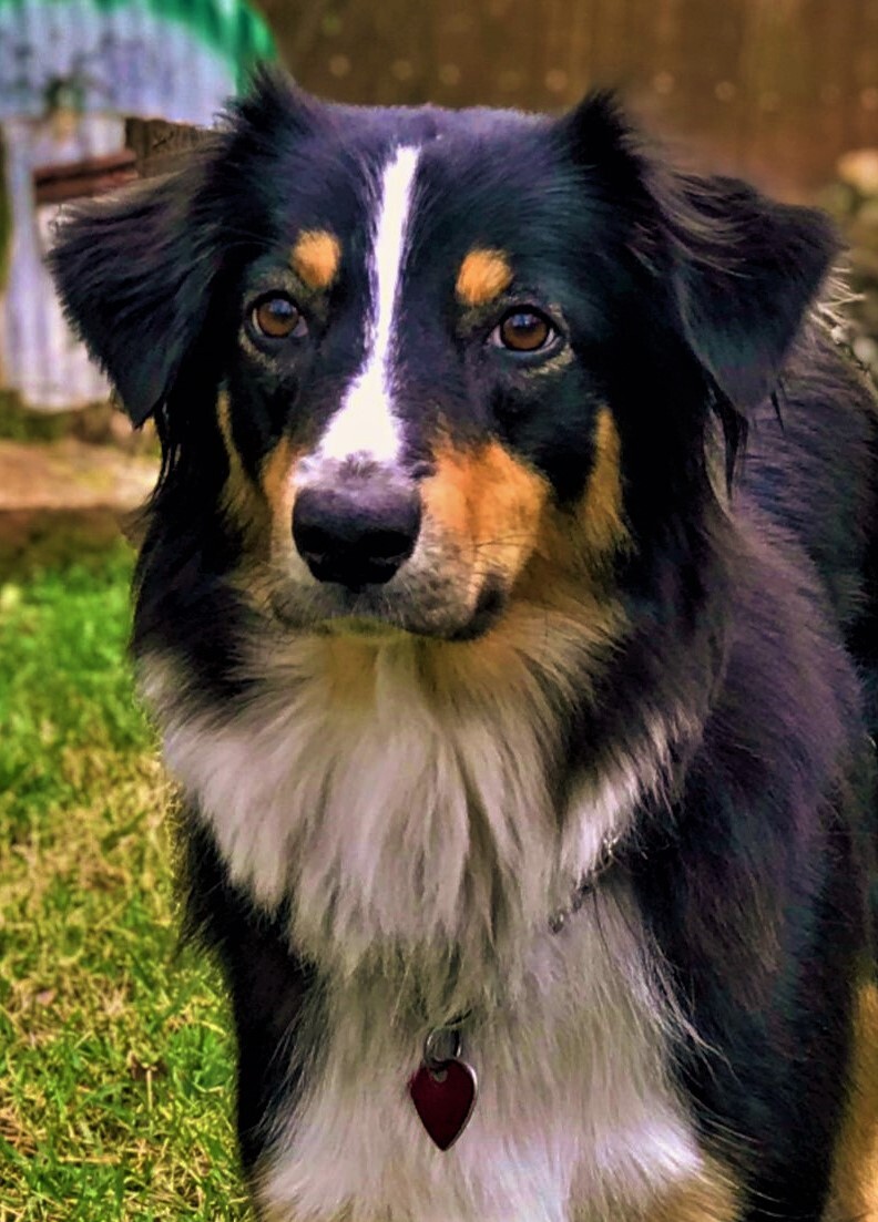 ARPH #14376 - June, an adoptable Australian Shepherd in North Richland Hills, TX, 76180 | Photo Image 6