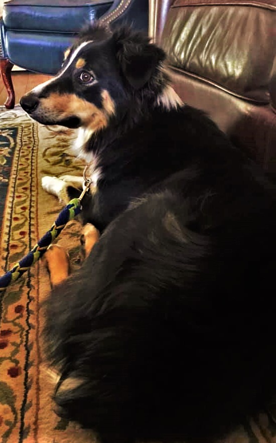 ARPH #14376 - June, an adoptable Australian Shepherd in North Richland Hills, TX, 76180 | Photo Image 8