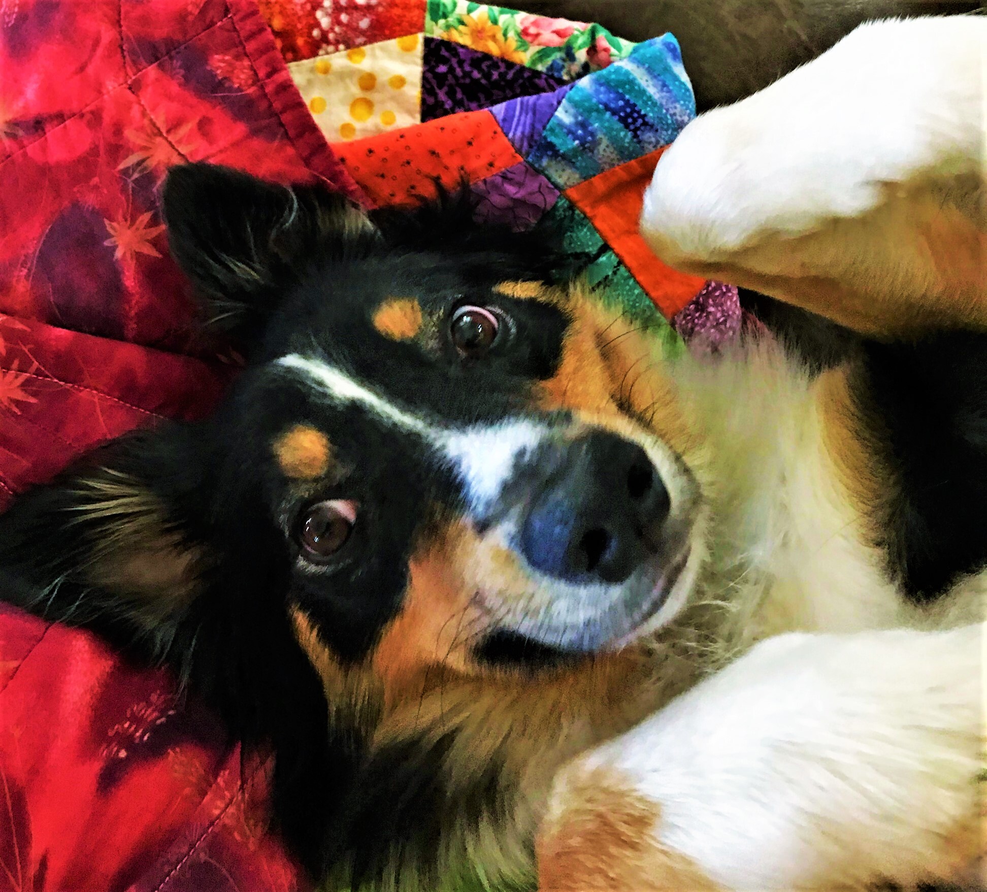 ARPH #14376 - June, an adoptable Australian Shepherd in North Richland Hills, TX, 76180 | Photo Image 10