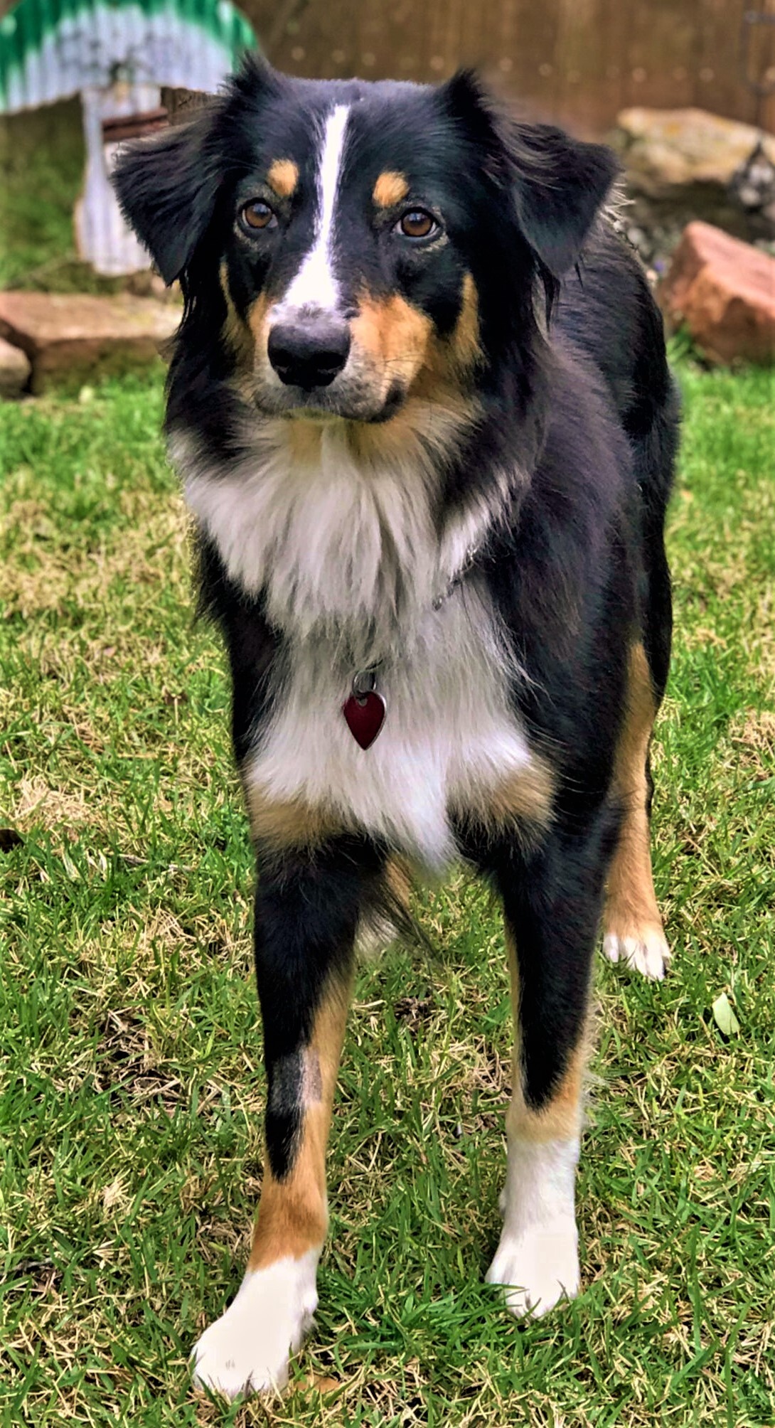 ARPH #14376 - June, an adoptable Australian Shepherd in North Richland Hills, TX, 76180 | Photo Image 12