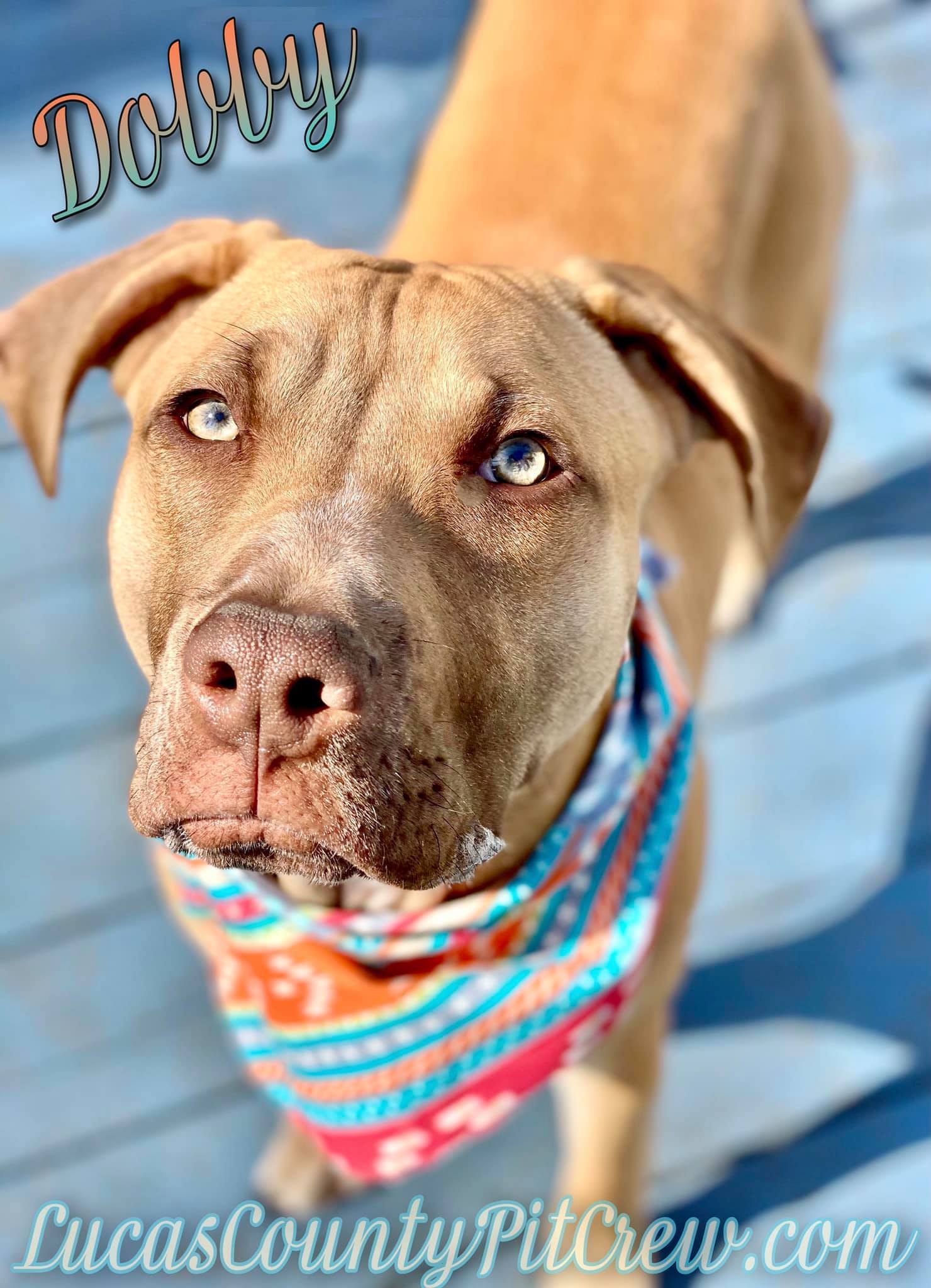 Dobby, an adoptable Labrador Retriever, Pit Bull Terrier in Toledo, OH, 43615 | Photo Image 2