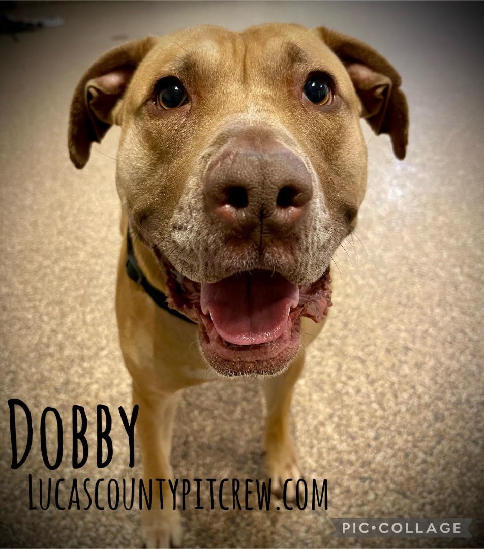 Dobby, an adoptable Labrador Retriever, Pit Bull Terrier in Toledo, OH, 43615 | Photo Image 1