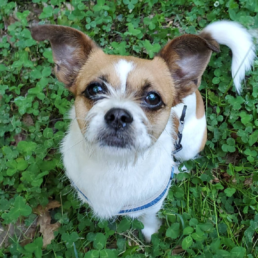 Oscar, an adoptable Terrier in Monroe, NC, 28110 | Photo Image 1