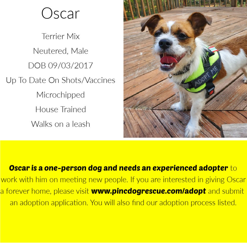 Oscar, an adoptable Terrier in Monroe, NC, 28110 | Photo Image 2
