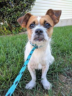 Oscar, an adoptable Terrier in Charlotte, NC, 28215 | Photo Image 3