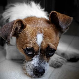 Oscar, an adoptable Terrier in Monroe, NC, 28110 | Photo Image 4